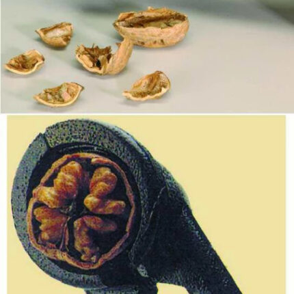 Spargator de nuci si desfacator de sticle 2 in 1